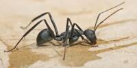 Carpenter_ant_Tanzania_crop