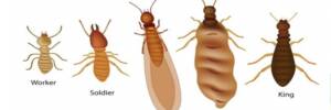 commercial-termite