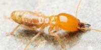 termite3